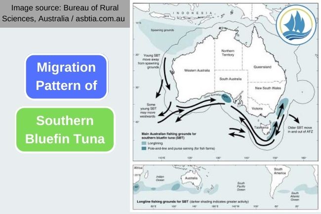 The Annual Journey of Southern Bluefin Tuna